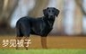 梦见被子