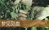 梦见见血