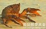 梦见别人送螃蟹