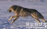 梦见狼跑了