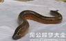 梦见挖黄鳝