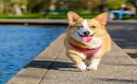 2018年狗特征