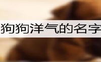 狗狗洋气的名字有什么