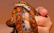 做梦梦见蛇跑了,接着追着我想要咬我!