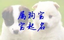 探寻宝宝狗宝宝最迷人的男性化名字,让你的宠物成为耳目一新的聚焦点!