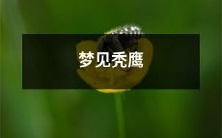 在梦中目睹秃鹰飘过,引发无休止的解读和意义探究!