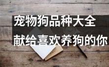 细数所有宠物狗品种的完整指南,奉献给热爱养狗的您
