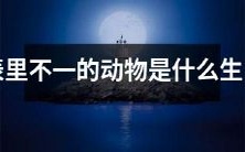 什么是出现在表和里的动物不同的生肖?