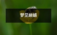 在梦中遇见蜥蜴,可能意味着什么?探讨梦境中蜥蜴的象征意义及其解析方法