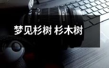 在梦中感受纤细的杉树和圆滑的杉木树的枝叶,体验生命的新生和成长