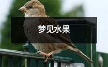 在梦中遇见五彩缤纷、香甜诱人的水果世界