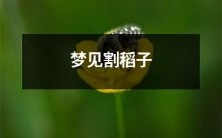 在我梦中,我见到了自己在柔和的阳光下割稻子,那种着迷的感觉在我身体里油然而生