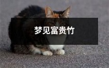 遇见梦幻富贵竹林中的生命奇迹:畅想财富与幸福的精神之旅!