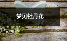 如画丰盈牡丹,夜幕之下梦见绚烂花海