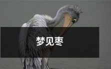 树下红熟枣子垂满枝头,人梦中观枣实密布,匪似俗世浮华,恍若真实天堂之境——畅想属灵梦境中的枣树奇幻之旅