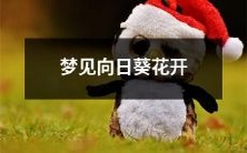 在梦中惊艳的美景:向日葵绽放出万千繁华之美!