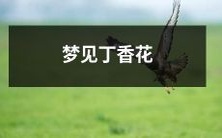 梦境中的浪漫丁香花:心灵的美丽幻想与神秘感官体验