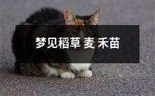 在梦中观赏稻草、麦子、禾苗:对潜意识的深入探索与解读