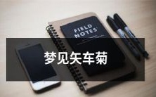 在夜幕悄然降临的梦境中遇见璀璨夺目的矢车菊之花:一场奇妙的梦幻之旅