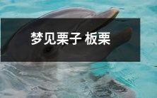 入梦之夜,梦见栗子板栗沉香馥郁,如梦如幻