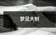 在梦中看到高大的参天树木,树干向天空伸展,枝叶繁茂的生机勃勃景象