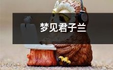 姑娘梦见散发馥郁芳香的君子兰,带着清新之气的精神符号与预示的心理暗示