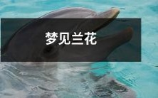 在梦中见到优美绽放的兰花,唤起心灵深处的美丽情感