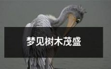的森林,翠绿的枝叶闪烁着充足的阳光,让人感到舒心和宁静