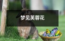 在梦中遇到盛开的芙蓉花,那种神秘而美丽的想象世界