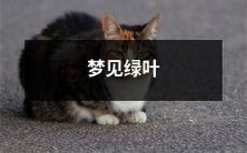 在梦中看到豆绿嫩叶舒展开来的亲身体验述说:梦见绿叶的生动描绘