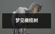 在一个温暖而宁静的夜晚,我梦见了一棵高大、枝叶繁茂的橄榄树:一场绚丽而神秘的梦境,唤醒了我内心深处的感动和思索