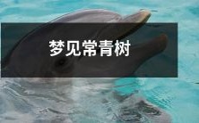 在梦中遇见高大挺拔、长存不衰的常绿树:潜意识中暗示了什么意义?