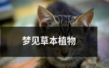 在清晨的森林散步中,我梦见了一丛繁茂的草本植物,颜色鲜艳而妖娆,那美丽的景象常常让我陶醉