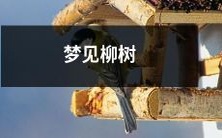 在清晨的露珠中闪耀,我在梦中穿行于细长婆娑的柳树林中:一个属于我自己的绿色梦幻世界