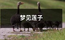 在梦中亲眼目击的美妙景象:梦见闪闪发光、润泽圆润的莲子,令人心旷神怡!