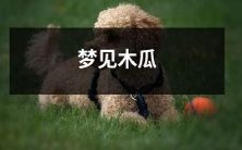 梦见在某个清晨的绿荫中发现一棵成熟木瓜树,并在觉醒后意外发现居然找到了真正的木瓜果实——体验自然与文化的奇妙交融