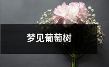 在梦中看到巨大繁盛的葡萄树:捧无数甜香之果,感受与自然的完美交融