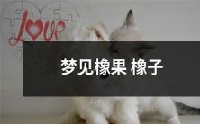 在梦中见到橡果与橡子:我们如何解读这些符号和象征意义?