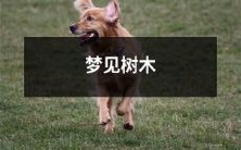 在美丽的梦境中,点缀枝叶繁茂的树木闪现而过