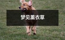 在梦中遇见缤纷薰衣草田园风光,静享爽心悦目芬芳溢香的令人陶醉梦境