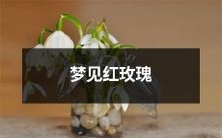 做梦梦见一朵鲜艳的红色玫瑰:其梦境象征和隐含的意义解析