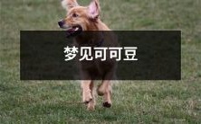 大片种植,穿越时空,探索源头,品尝特色——一个梦幻般的可可豆冒险之旅