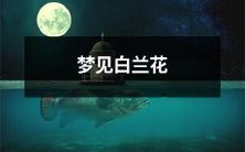 做梦遇见优美的白色兰花,在那独特的梦境中流连忘返,心驰神往的美妙体验