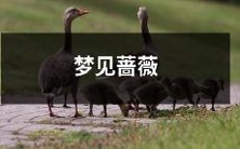 缤纷色彩的美梦:我在清晨中梦见了缤纷的蔷薇花朵,在温暖的阳光中静待绽放