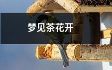 梦中目睹茶花绽放之景:一场令人心旷神怡的美妙体验!