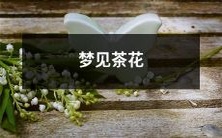 在清晨梦见盛开的粉色茶花,沁入心灵,带来生机和美好的希望感受