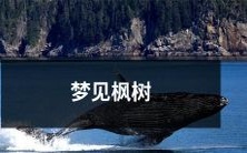 在秋风瑟瑟中沉醉,心底深处梦见枫树红叶碧空的壮丽景色