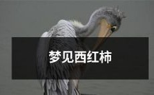 在梦中看到红彤彤、饱满可口的西红柿:一个充满象征意义和暗示的梦境体验