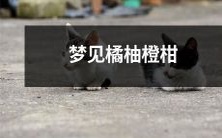 在梦中看到了橙子、柚子和柑橘的种种情景与意义