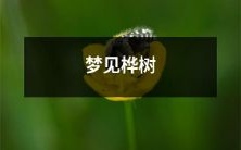 在春日里绽放的梦幻桦树,让我感受到了无限的生命力和自由之美